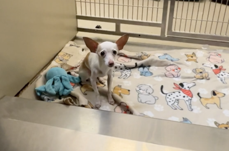 sitting with dogs 47: Watch the Moment Tiny Shelter Dog Eats his First Meal 🥹